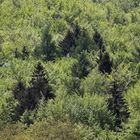 Laub- Nadel-Mischwald an einem Berghang im Arnsberger Wald