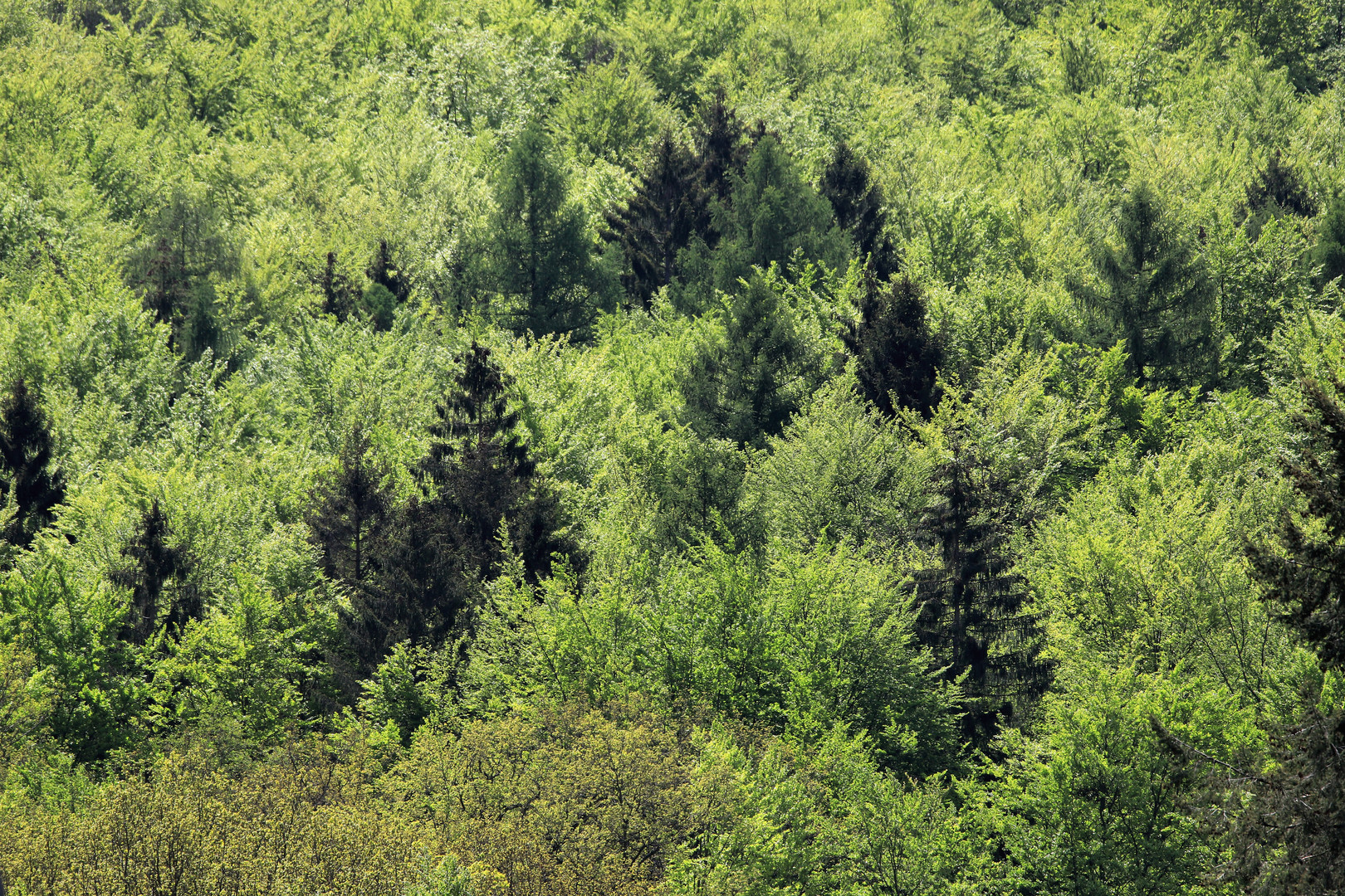 Laub- Nadel-Mischwald, im Arnsberger Wald