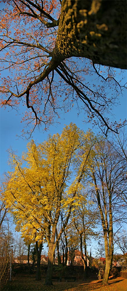 Laub-Panorama