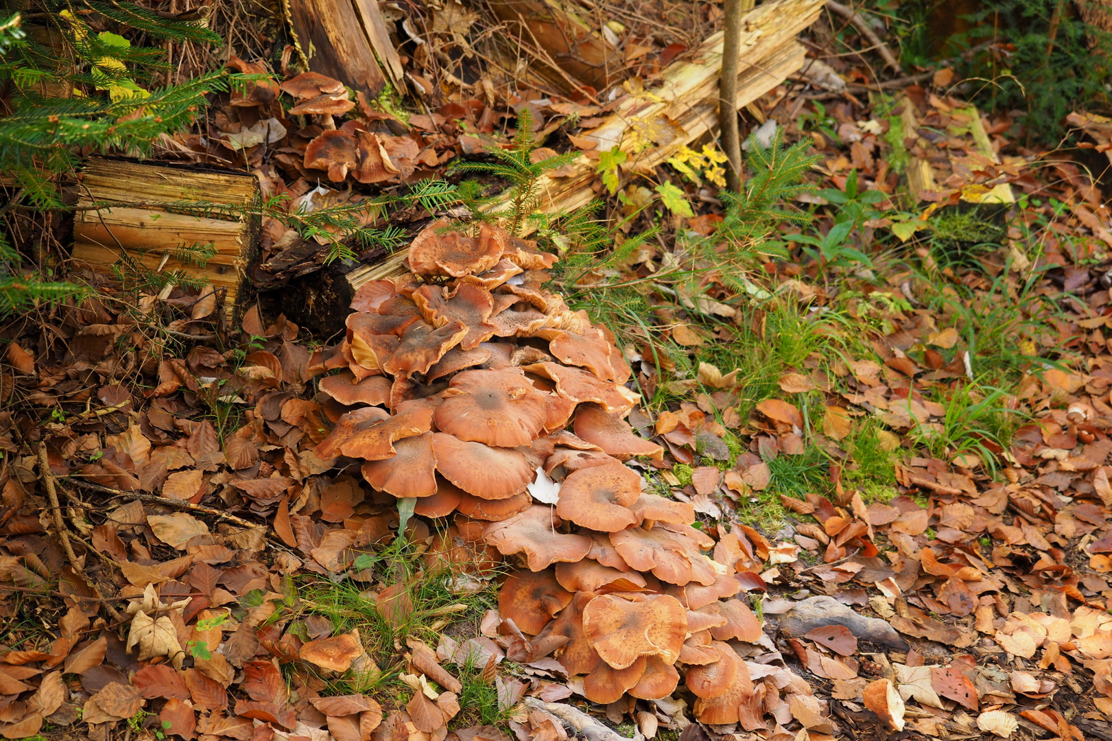 Laub ~ Pilze ~ altes Holz