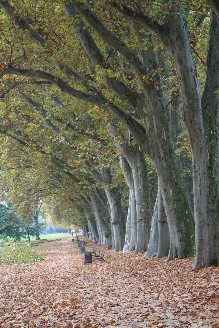 Laub Teppich - fallen leaves