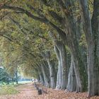 Laub Teppich - fallen leaves