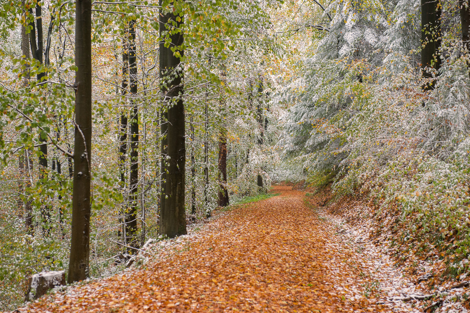 Laub trifft Schnee