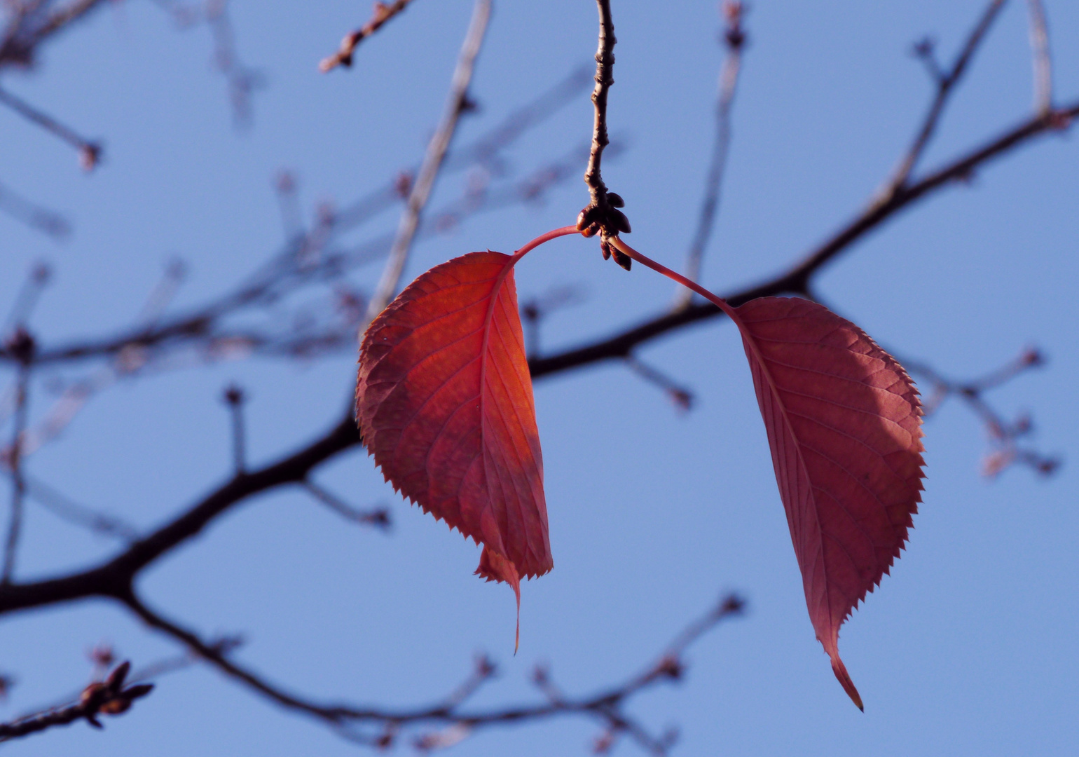 Laub und Knospen