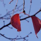 Laub und Knospen