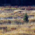 Laub und Nadel im Gras