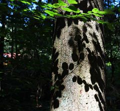 Laub und Schatten