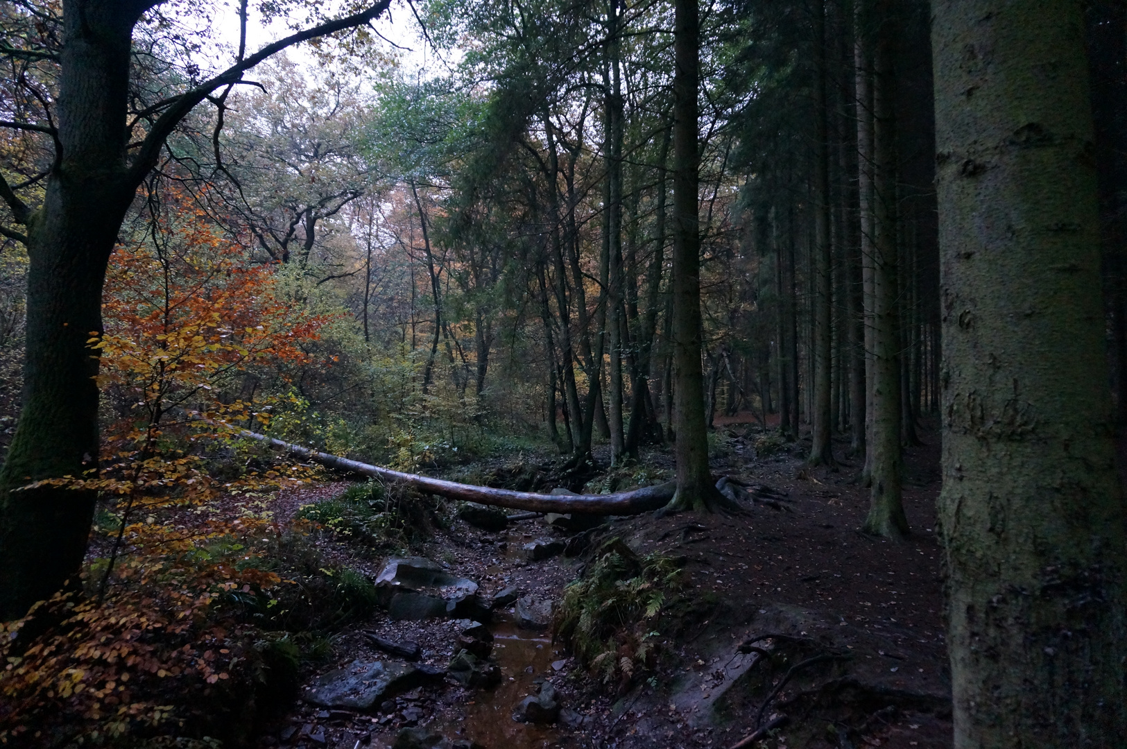 Laub- und Tannenwald