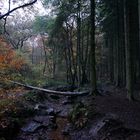 Laub- und Tannenwald