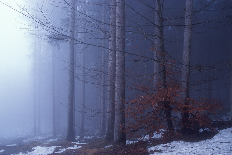 Laub vom vorigen Herbst