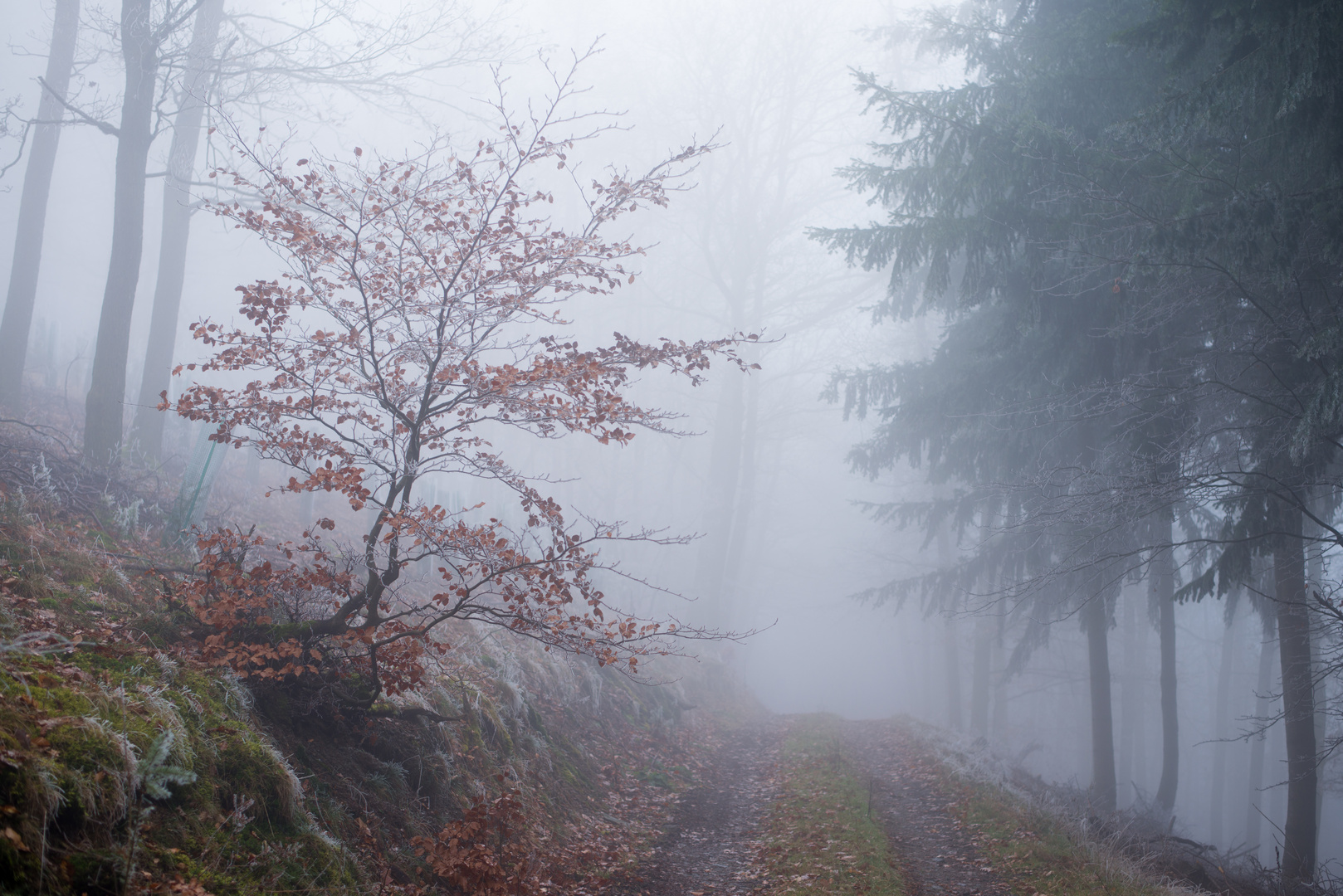 Laubbäumchen im Nebelwald