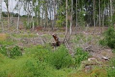 Laubbäume haben Borkenkäfer und Holzfäller verschmäht