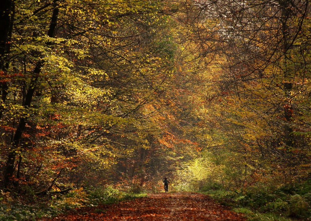 Laubbäume im Herbstwald!