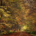 Laubbäume im Herbstwald!