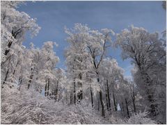 Laubbäume im Winterkleid