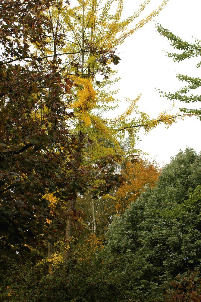 Laubbäume in vielen Herbstfarben