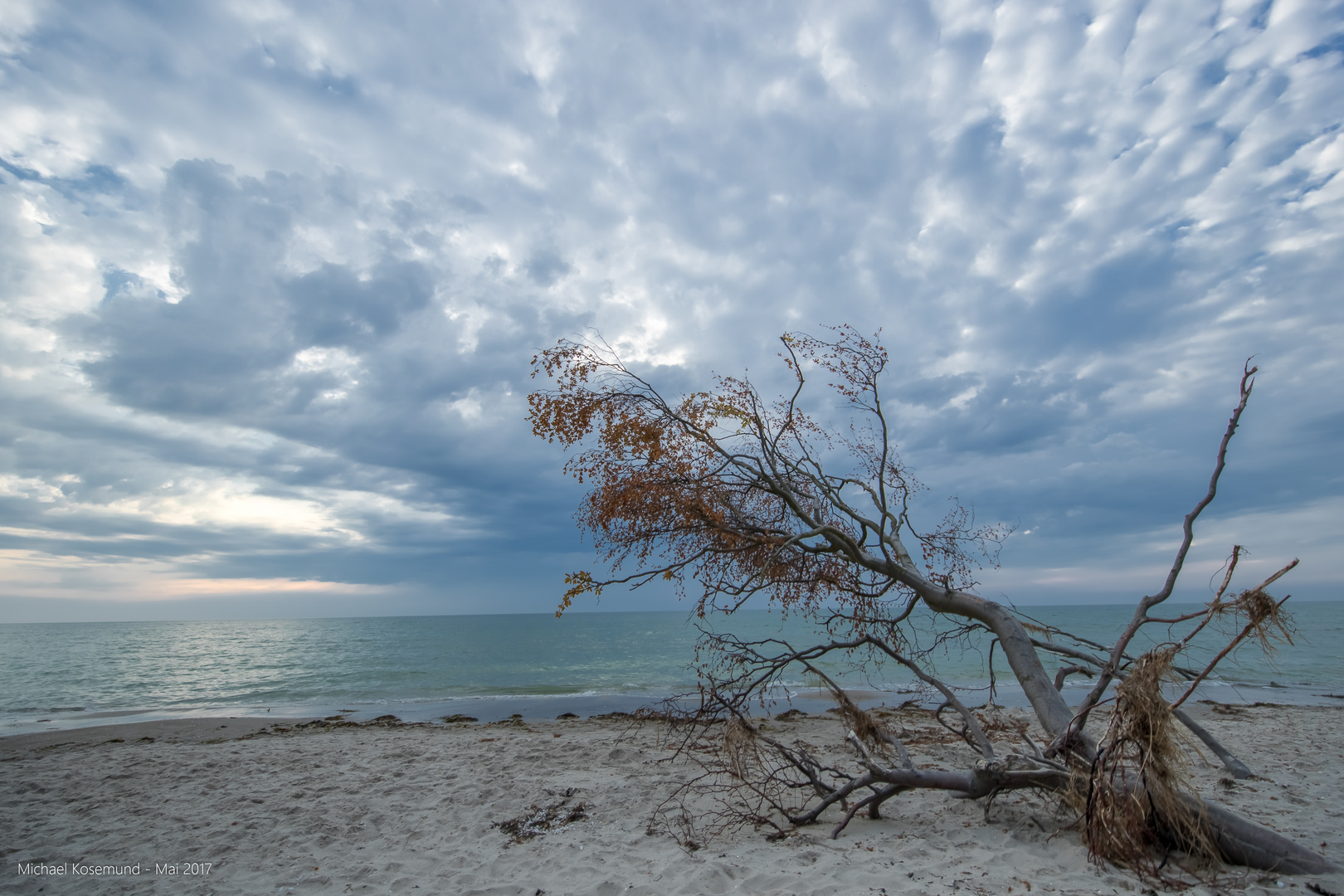 Laubbaum am Weststrand