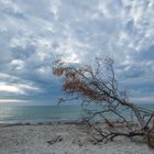 Laubbaum am Weststrand