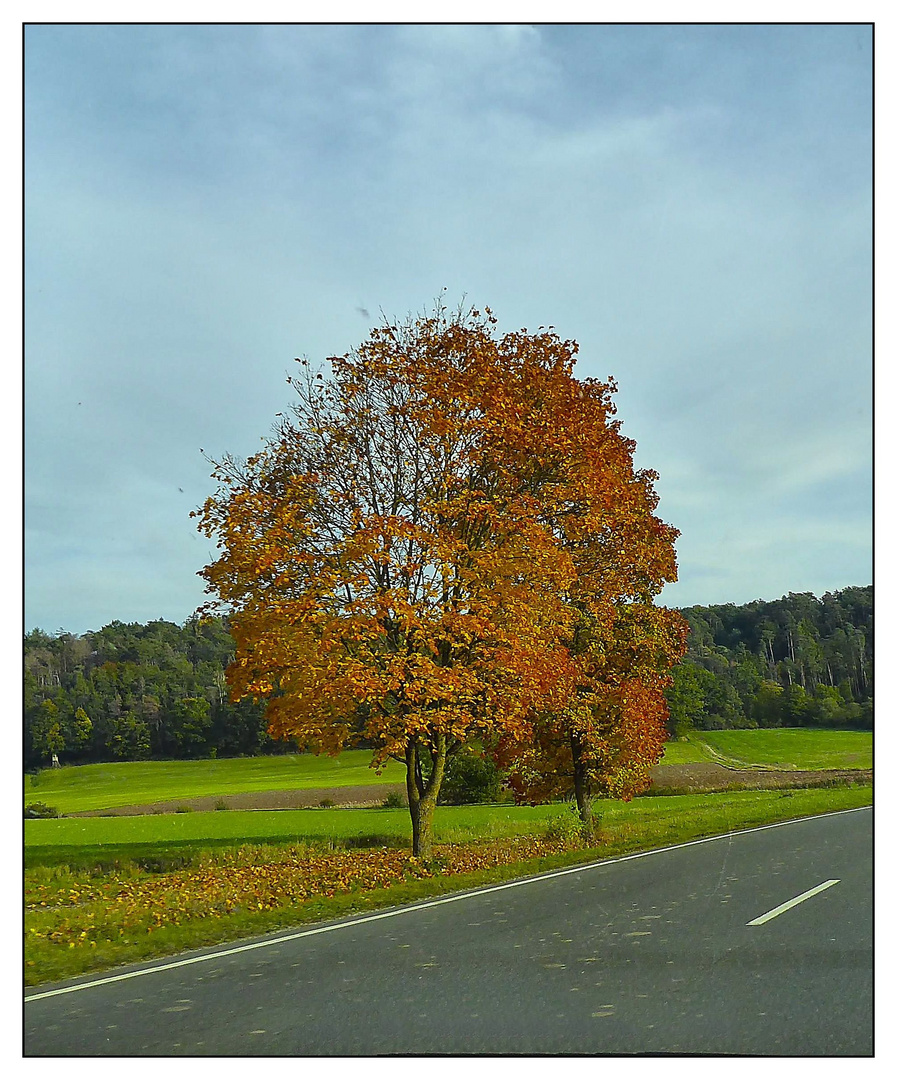 Laubbaum im Herbstkleid