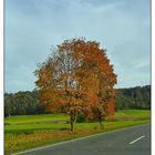 Laubbaum im Herbstkleid