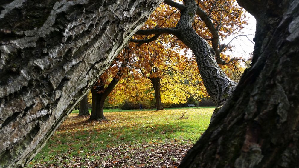 Laubbaum im Hintergrund