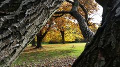 Laubbaum im Hintergrund