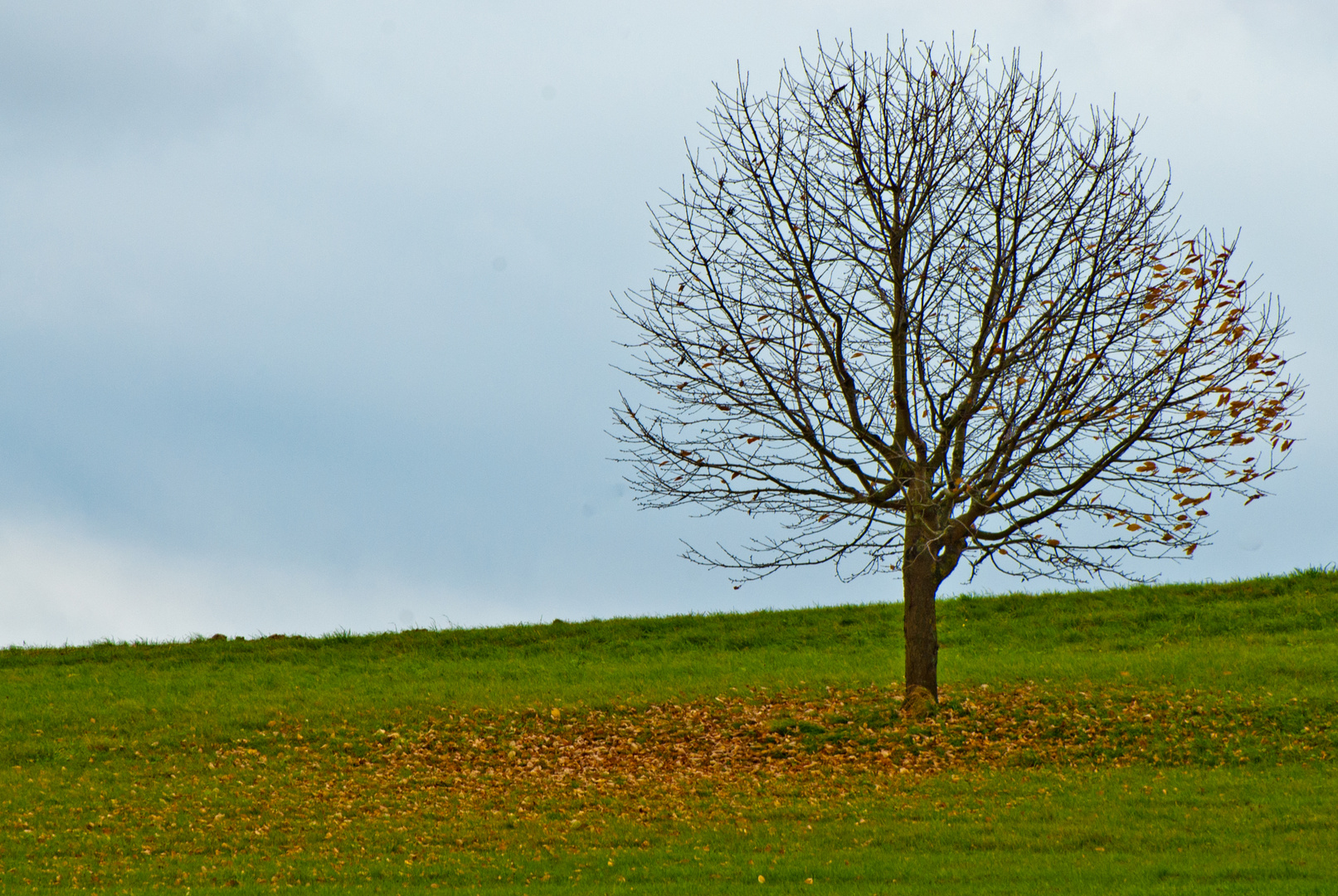 Laubbaum im Wind