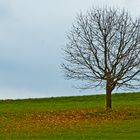 Laubbaum im Wind