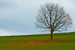 Laubbaum im Wind