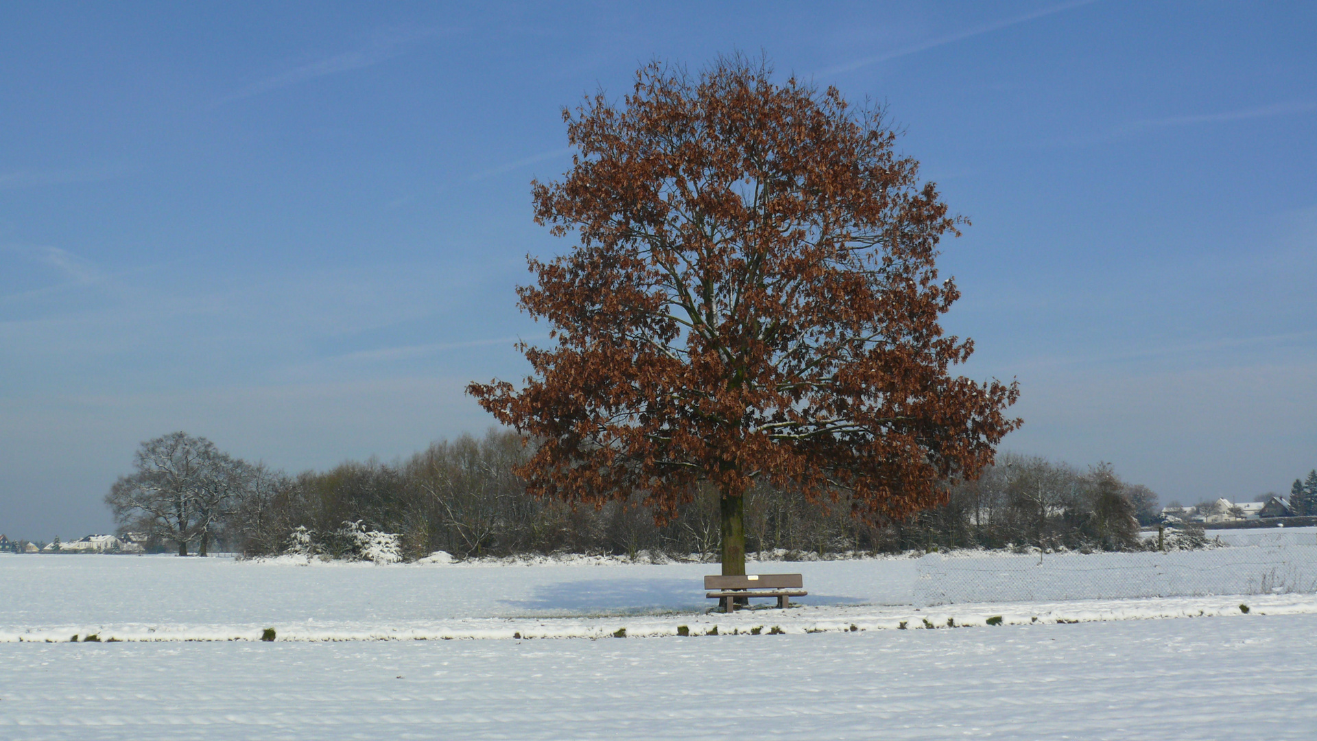 Laubbaum Im Winter Foto Bild Jahreszeiten Winter Schonheit Der Natur Bilder Auf Fotocommunity