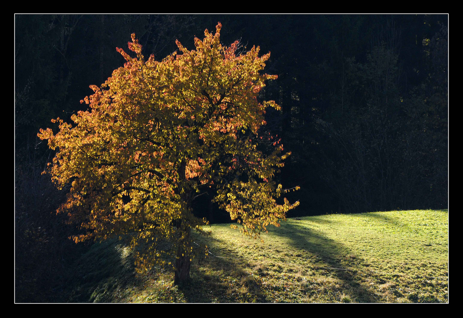 Laubbaum vor dunklen Hintergrund