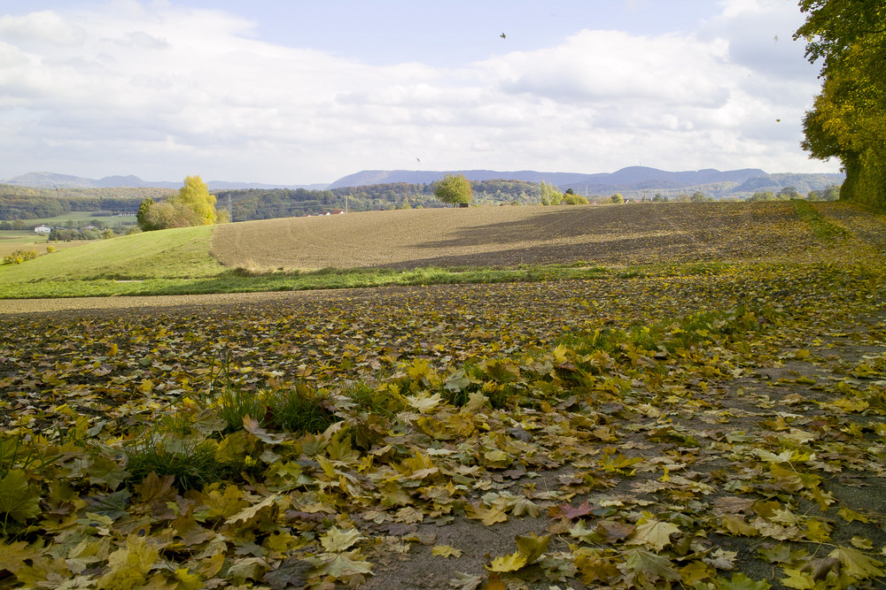 Laubbedeckter Feldweg