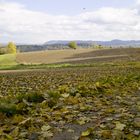 Laubbedeckter Feldweg