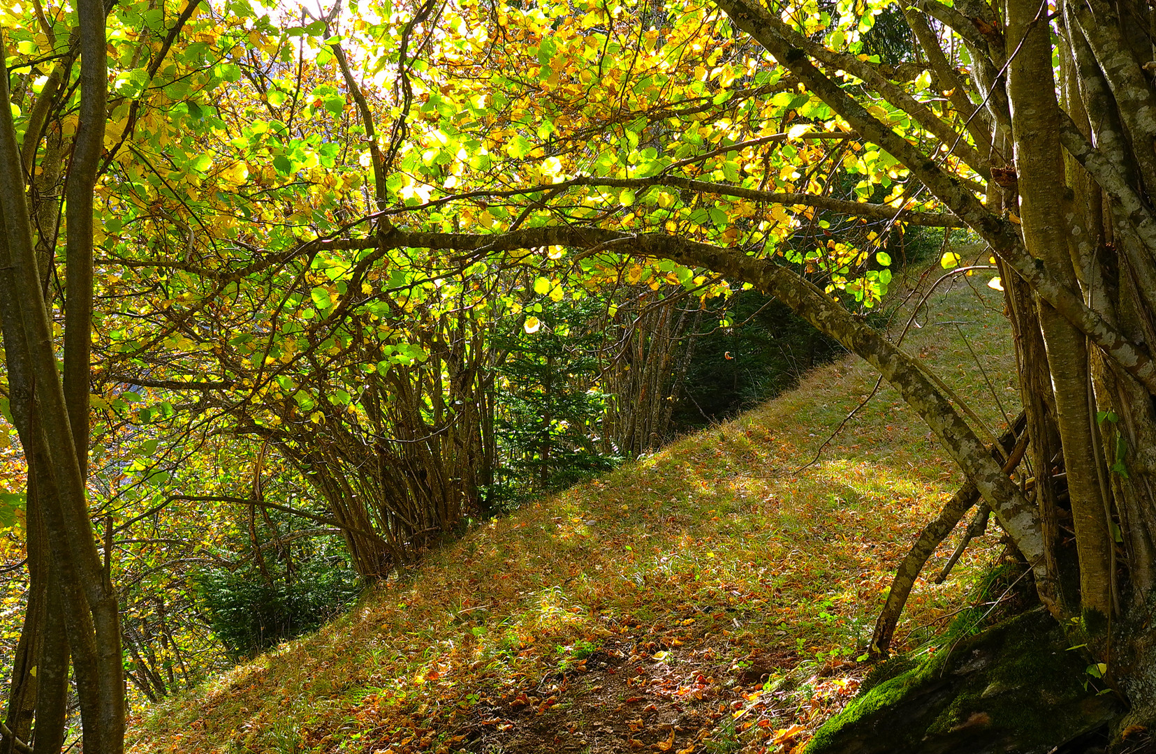 Laubblätter im Sonnenlicht