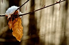 Laubblätter im Winter