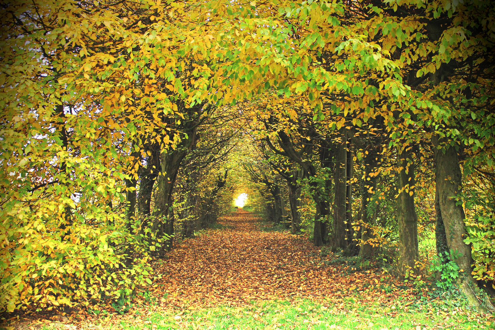 Laubengang Foto & Bild landschaft, garten & parklandschaften, park