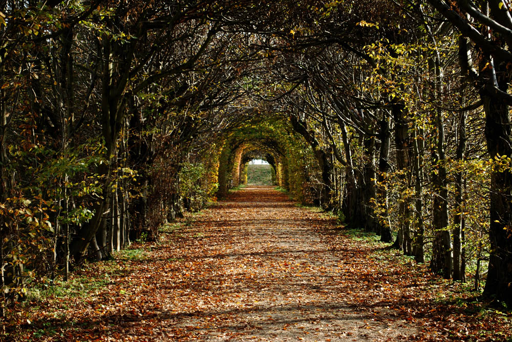 Laubengang Foto & Bild landschaft, garten