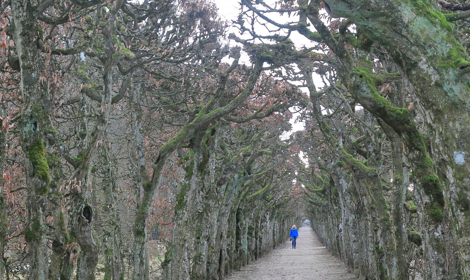 Laubengang Eremitage Bayreuth....