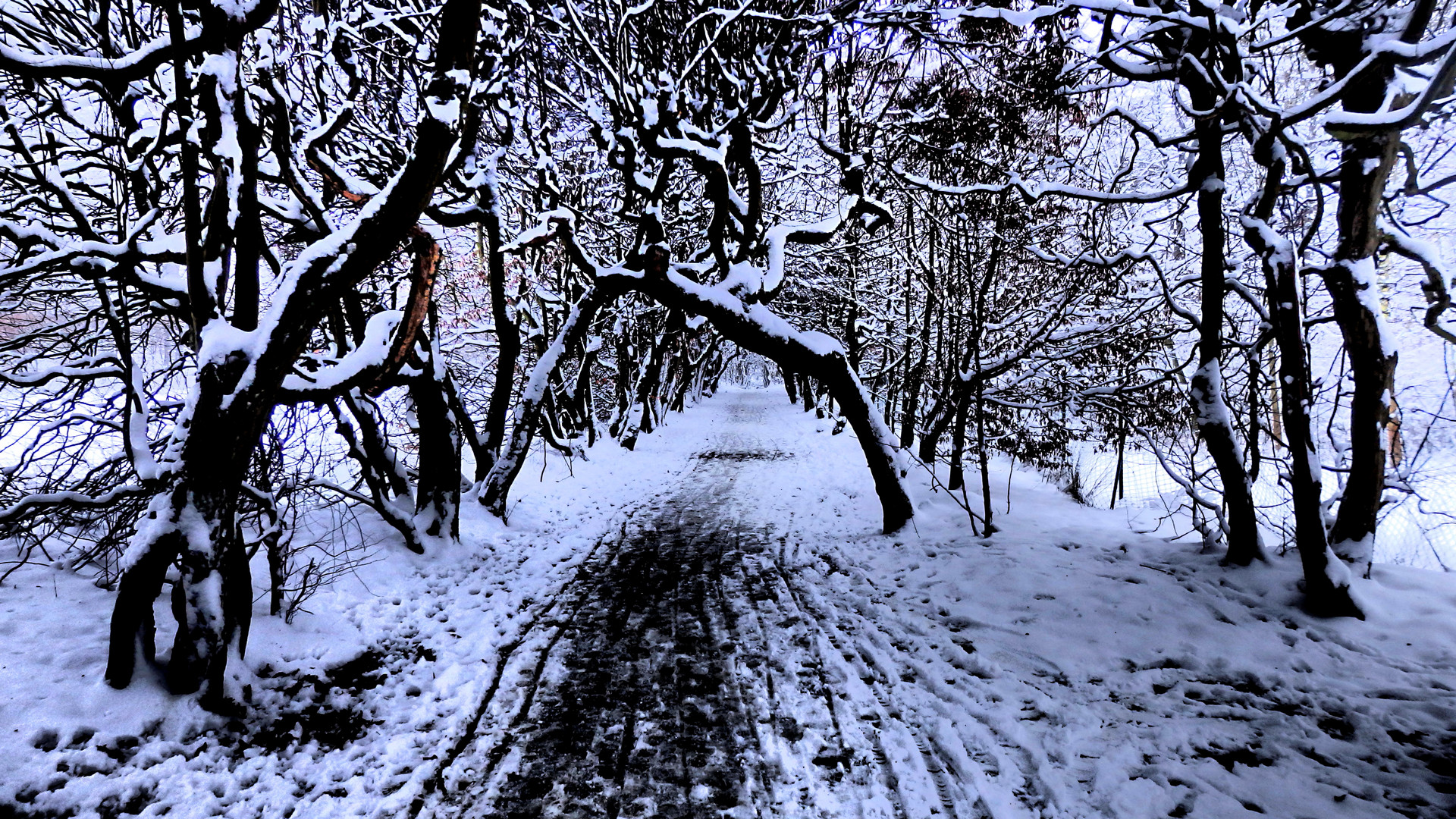 Laubengang Foto & Bild landschaft, jahreszeiten, winter Bilder auf