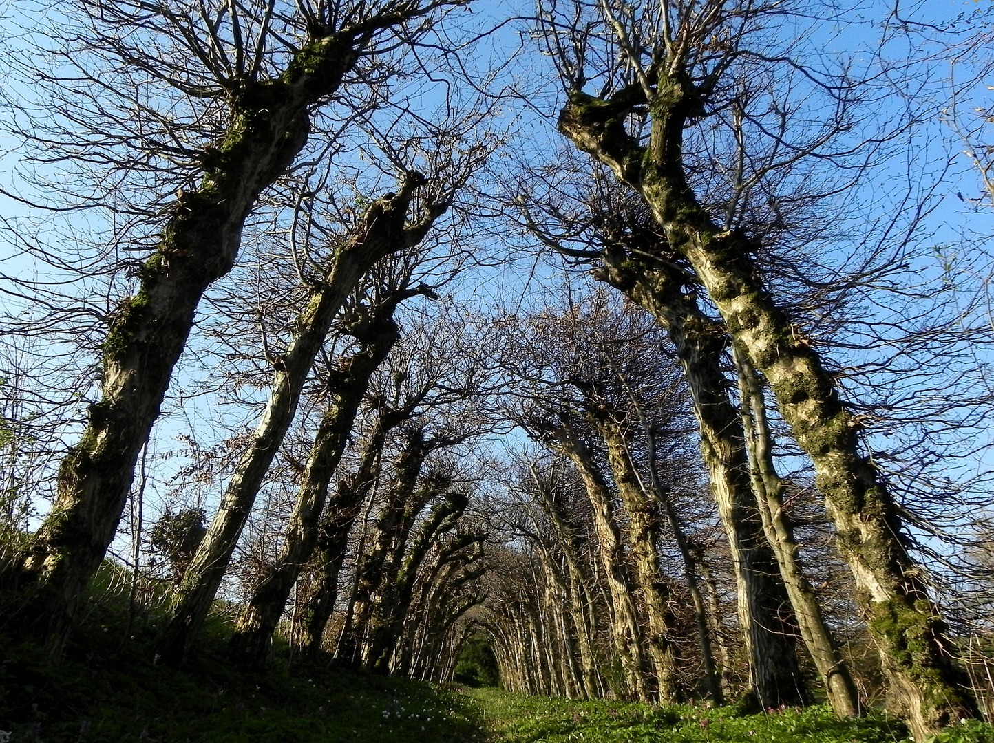 Laubengang im April