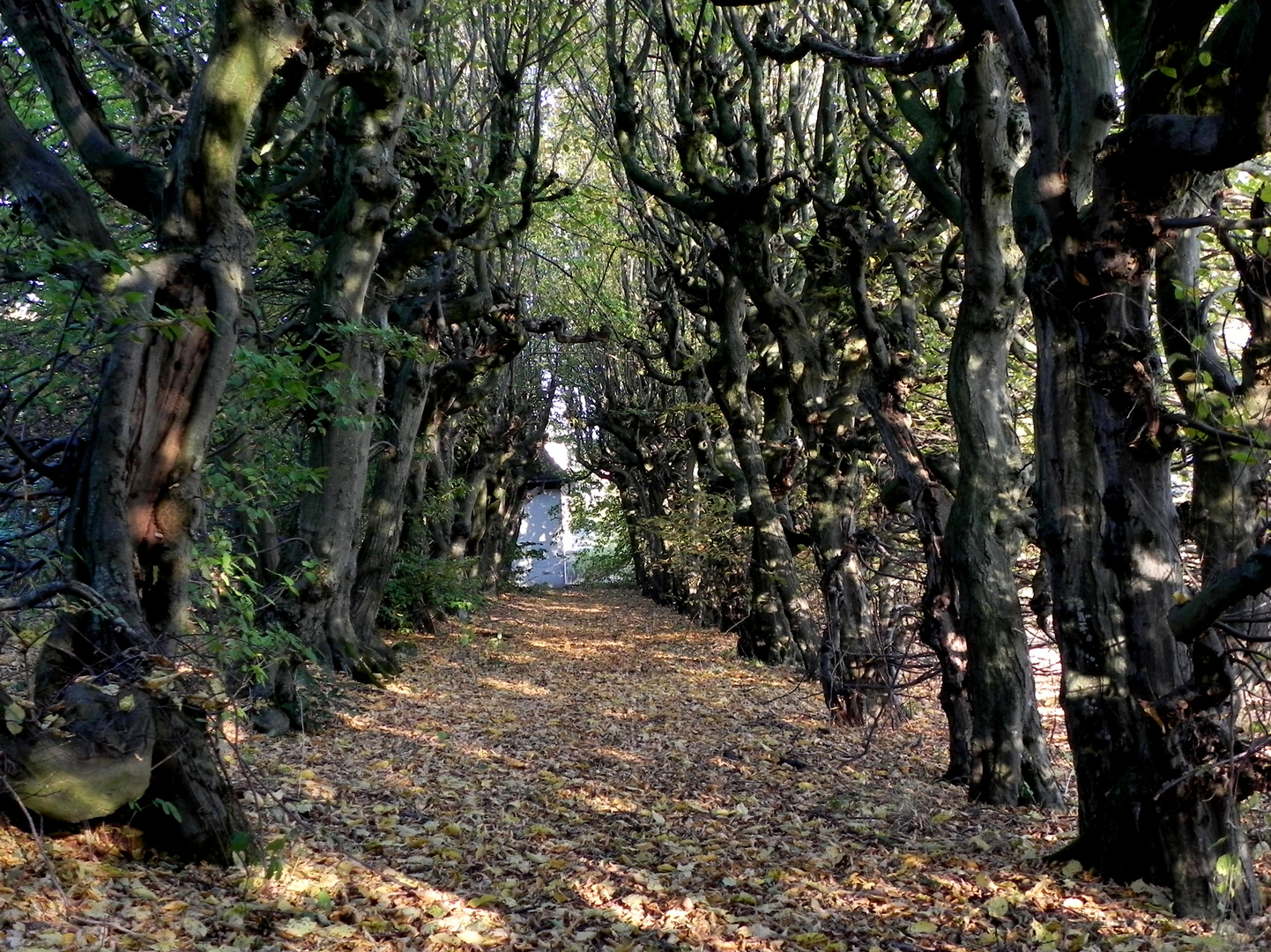 Laubengang im Herbst