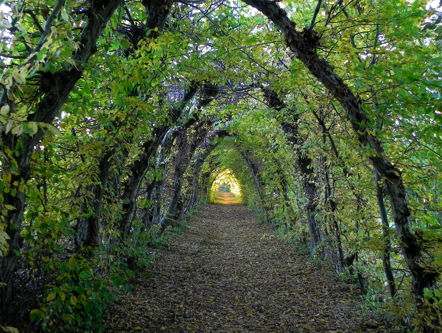 Laubengang im Herbst