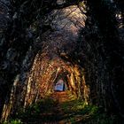 Laubengang im Licht der Abendsonne