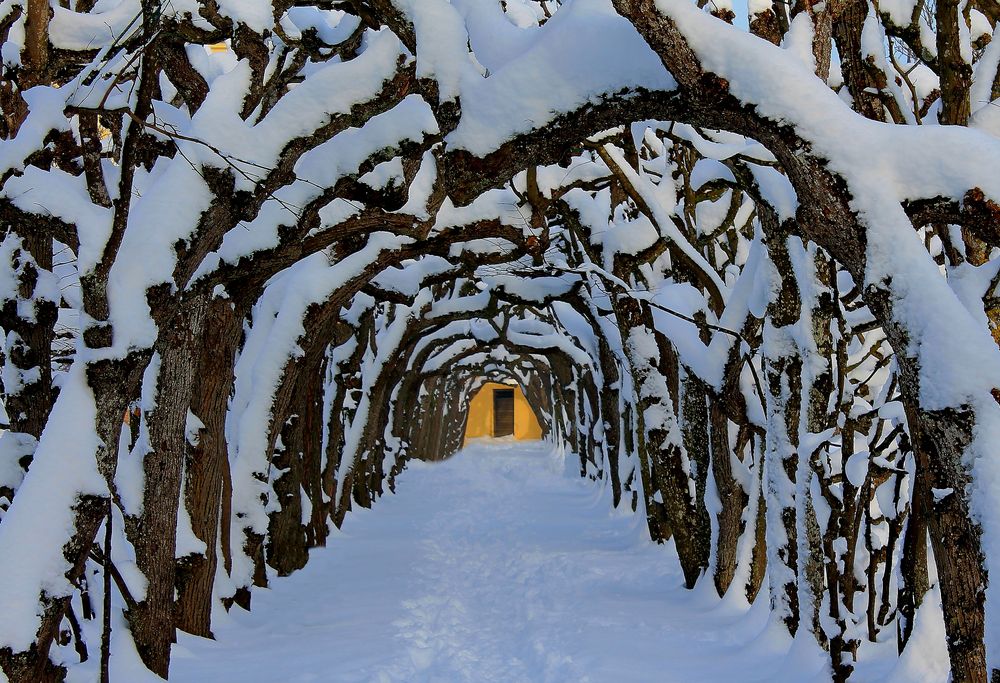 Laubengang im Schnee