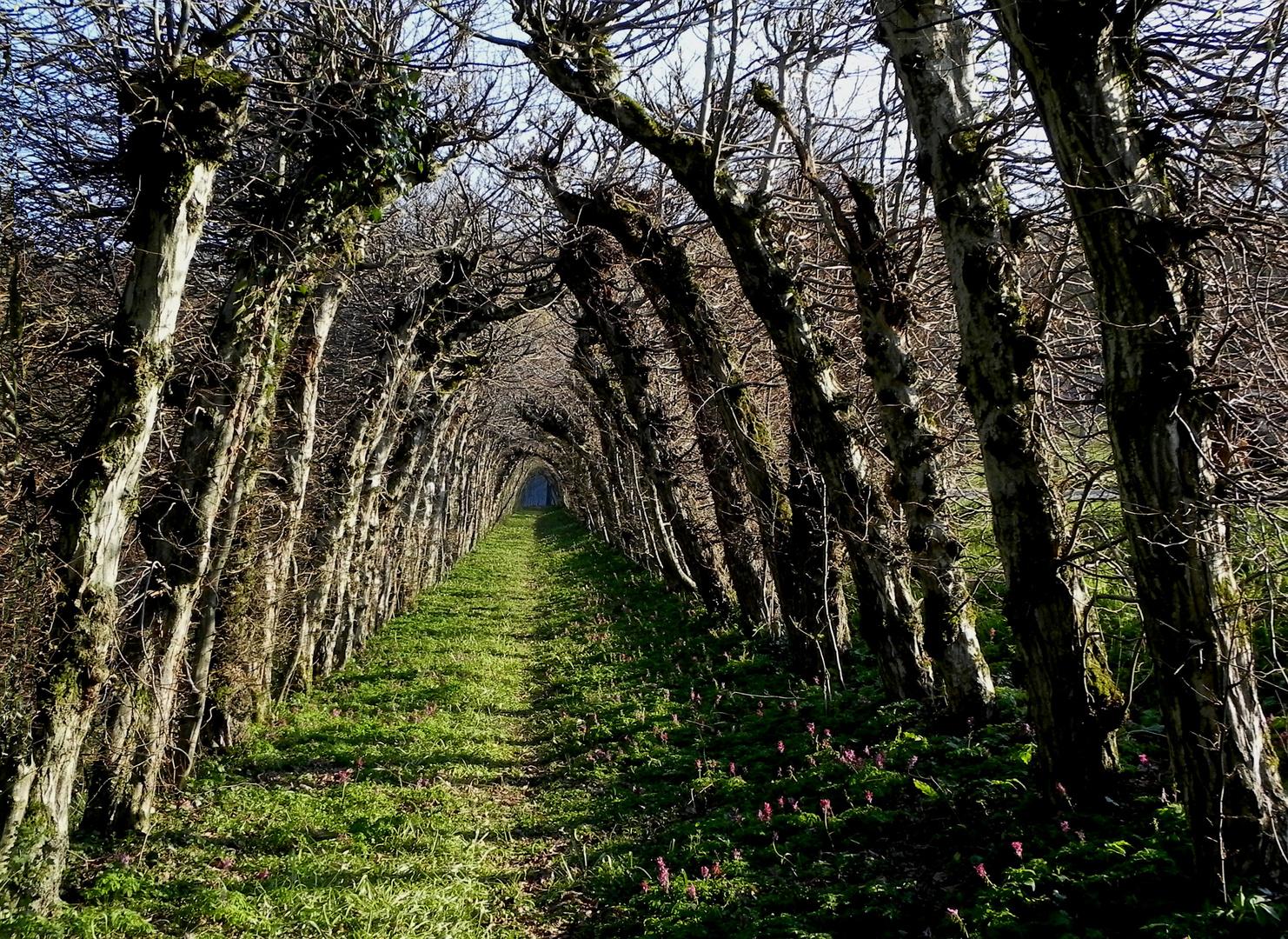 Laubengang in der Aprilsonne