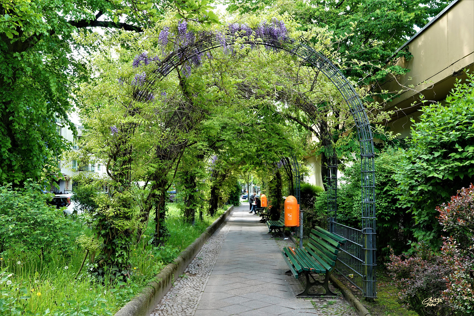 Laubengang mit Blauregen