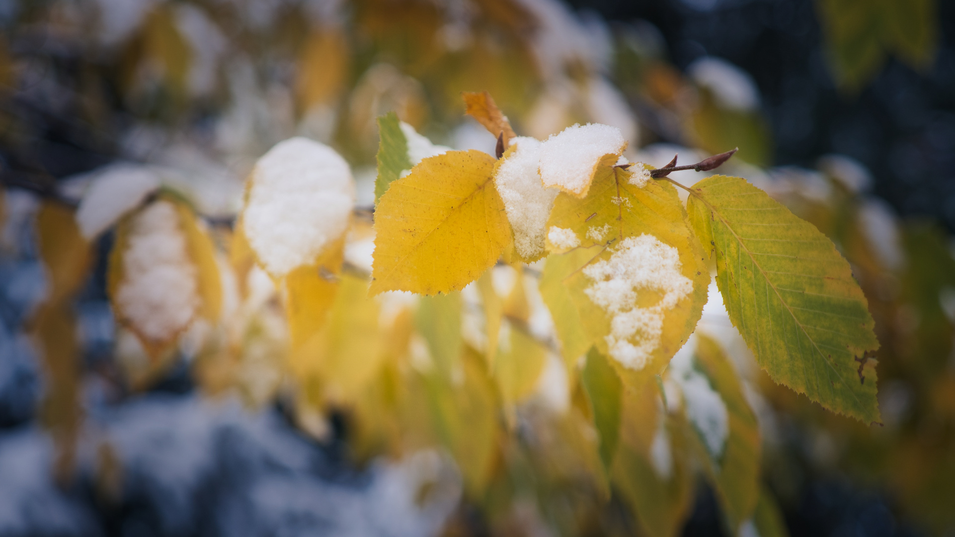 Laubfärbung trifft auf Wintereinbruch