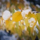 Laubfärbung trifft auf Wintereinbruch