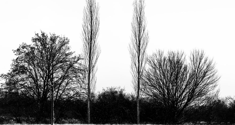  Laubfreie Bäume im Winter