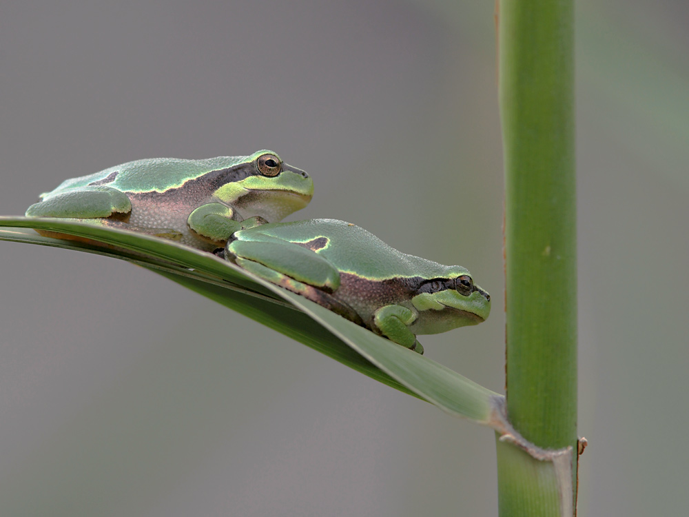 Laubfrösche Foto &amp; Bild | tiere, wildlife, amphibien &amp; reptilien Bilder ...